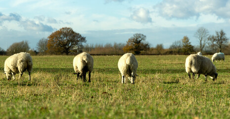 Line of sheep grazing in a field