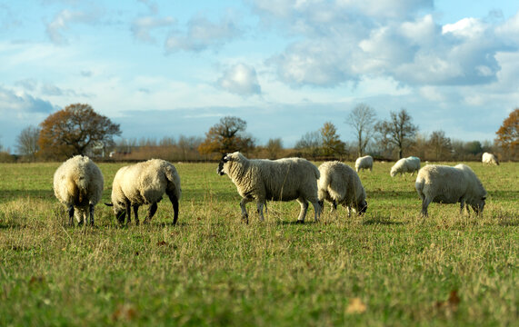Line of sheep grazing in a field