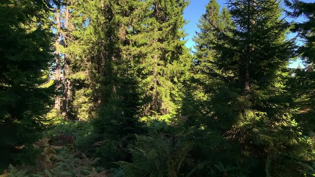 Footage of wild plants and pine forest trees near mountain village (high plateau) called "Sis Dagi" of Trabzon city of Black sea region in Turkey. Beautiful nature scene in sunny day.