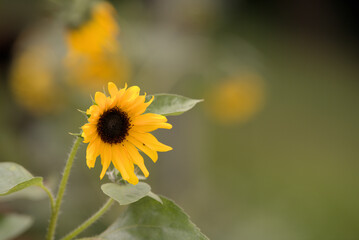 Prairie, yellow sunflower