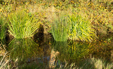 Reeds in a shallow pool