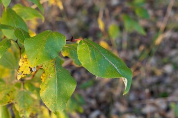 Leaves of a black cottonwood, Populus trichocarpa.