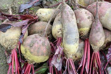 In a pile on the field are harvested red table beets.