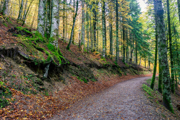 Fototapeta premium Beeches in autumn in the Irati forest, Navarra, Spain.