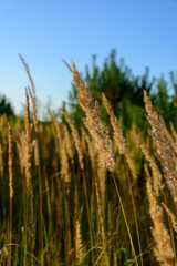 Fototapeta premium Golden field