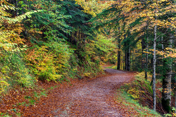 Beeches in autumn in the Irati forest, Navarra, Spain.