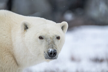 One single large, huge polar bear, looking at camera on tundra, arctic landscape in northern Canada, Churchill, Manitoba during their migration to the sea ice for winter. 