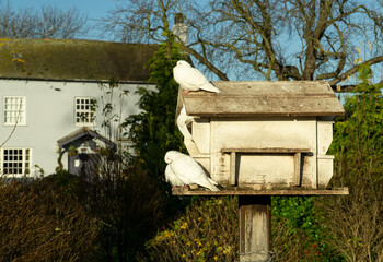 Common doves on a rooting box
