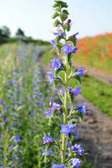 In the field among the herbs bloom Echium vulgare