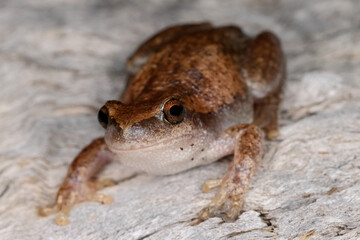 Desert Tree Frog resting on log