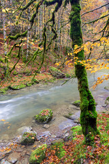 Beeches in autumn in the Irati forest, Navarra, Spain.
