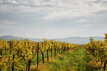 Fototapeta na wymiar Vineyards in autumn, North Caucasian region. Golden leaves on the vine, view of the hills. Scenery