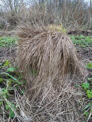 funny hummock in the autumn field
