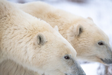 Two beautiful polar bears looking into distance stunning side profile.  Churchill, Manitoba...