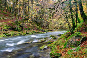 Beeches in autumn in the Irati forest, Navarra, Spain.