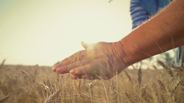 Agronomist examines the ears of barley. Сereal crop before harvesting. Farmer checking wheat field progress. Agriculture and harvesting concept. Wheat sprouts in a farmer's hand. Golden field.