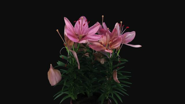 Time-lapse of dying pink lily bouquet 20d3 in RGB + ALPHA matte format isolated on black background
