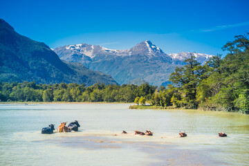Flock of cows crossing the Baker river. Carretera Austral, Patagonia - Chile.