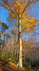 Fototapeta premium Herbstwald