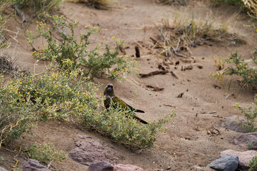 Flock of burrowing parrot, Cyanoliseus patagonus, also known as burrowing parakeet or Patagonian conure, sitting in the shrubs near the Ruta 40 in Argentina, South America