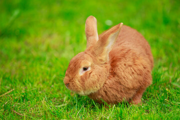 big red rabbit