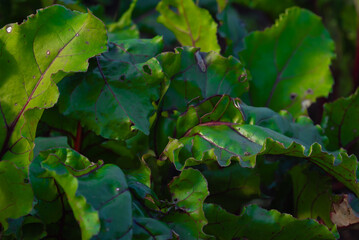 close-up of ripe beet leaves growing in the vegetable garden