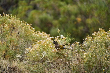 Flock of burrowing parrot, Cyanoliseus patagonus, also known as burrowing parakeet or Patagonian conure, sitting in the shrubs near the Ruta 40 in Argentina, South America