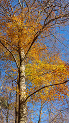 Fototapeta premium Herbstwald