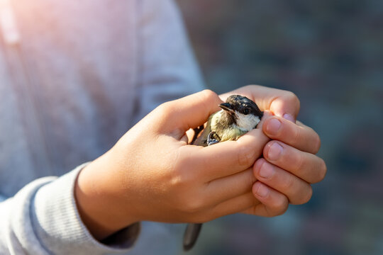 Close up view of little child girl hands holding small yellow scared injured tit bird. Kid taking care and protect wild animal. Environmental protection concept