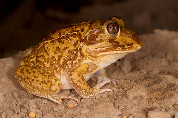 Close up of Australian New Holland Frog