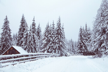 Winter wonderland snow on fir tree forest