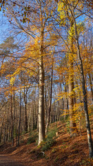 Herbstwald