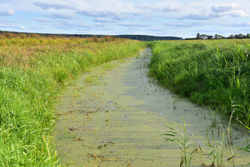 Small river in a field with green swamp water in summer season. Wetlands declining and under threat. The problem of ecology and drainage of rivers and swamps