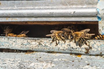 Close-up macro shot of bees at entrance to hive. Beekeeping, natural organic raw materials production.
