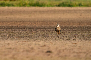 Buzzard bird of prey sits in a pasture in brown sand, buteo buteo, in front view