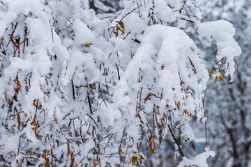 Snow on the branches of trees and bushes after a snowfall. Beautiful winter background with snow-covered trees. Plants in a winter forest park. Cold snowy weather. Cool texture of fresh snow. Closeup.