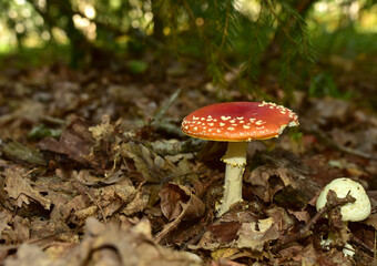 Red mushroom amanita toxic, also called panther cap. False blusher amanita mushroom in the forest against the background of green vegetation
