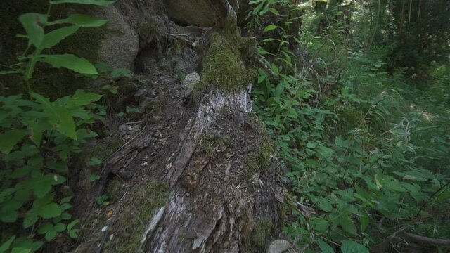 Fallen tree trunk covered in moss in the moddile of the forest.