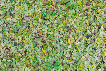 Autumn background. Fallen green leaves that did not have time to turn yellow