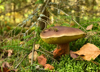 Fototapeta premium White mushroom in forest in autumn. Big boletus grows in the wildlife against the background of green moss. Porcini bolete mushrooms. Season for picked gourmet mushrooming.