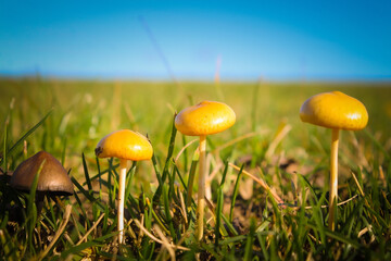 Several mushrooms on one meadow