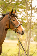 A brown horse head, in side view, in the autumn evening sun