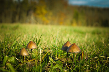 Several mushrooms on one meadow