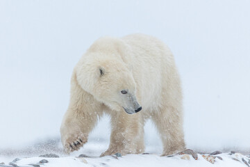 One single large, huge polar bear, sea walking across tundra, arctic landscape in northern Canada, Churchill, Manitoba during their migration to the sea ice for winter. 