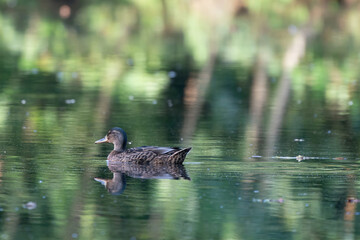Female wild duck. Portrait at sunrise of a duck with reflection in green water