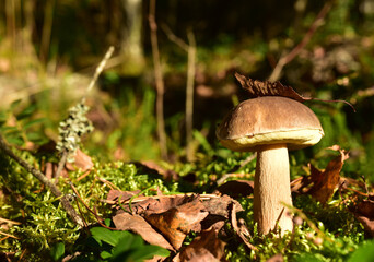 White mushroom in forest in autumn. Big boletus grows in the wildlife against the background of green moss. Porcini bolete mushrooms. Season for picked gourmet mushrooming.