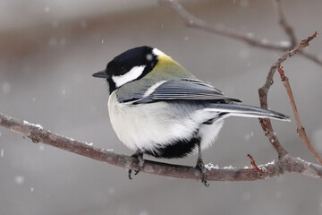 Naklejka premium シジュウカラ