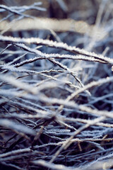Frosty grass leaves in the winter garden.