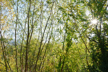 Passeggiata sotto i raggi del sole e gli alberi