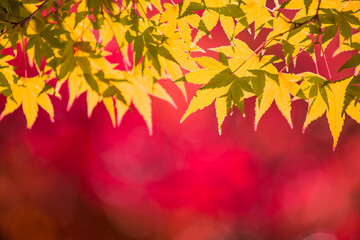 Fototapeta premium Red and yellow autumn leaves background